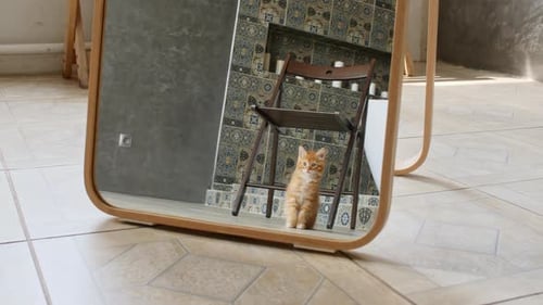 Ginger Kitten Reflected in a Mirror