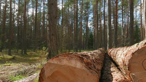 Pile of Logs in Sunny Pine Forest