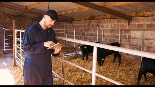 Cattle farmer using digital tablet