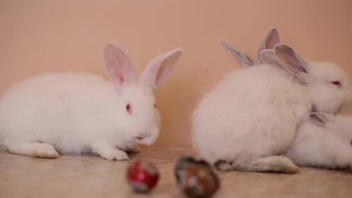 Four White Rabbits with Easter Eggs in Home