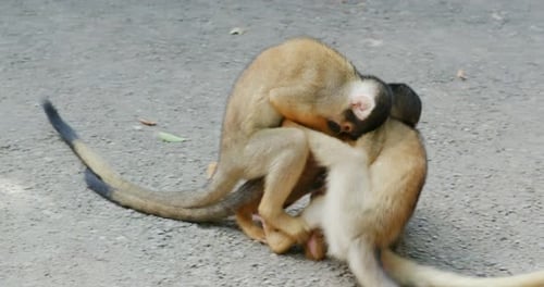 Squirrel Monkey