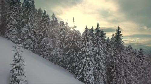 Aerial View of Snow Covered Trees in Mountains