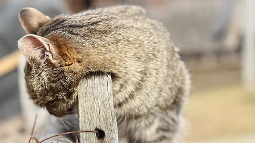 Cat Fleas Itch