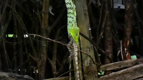 Lézard mangeur de serpent...