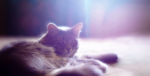 Kitten Lying On The Bed 1