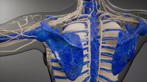 3D Human Torso Animation: Bones, Nerves, and Blue Anatomical Structures