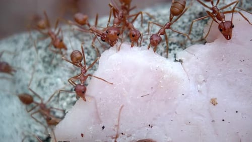 Eine Ameisenkolonie trägt ein Stück Schinken den Zaun entlang der Mauer hinauf zum Ameisenhaufen Scurry Move Around