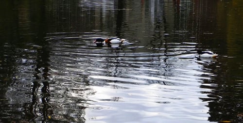 Ducks on the Lake