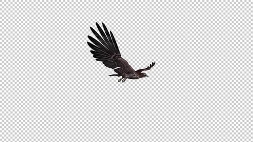 Black Gyrfalcon - Gliding and Flying Loop - Side Angle