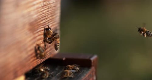 European Honey Bee, apis mellifera, Bees standing at the Entrance of The Hive