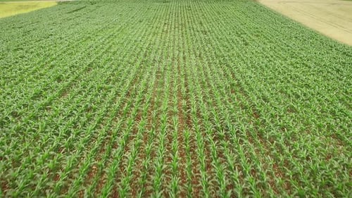 Corn field Aerial view