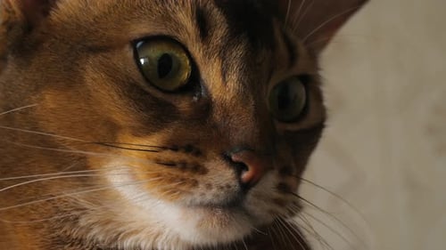 Porträt einer abessinischen Katze