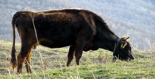 Cow