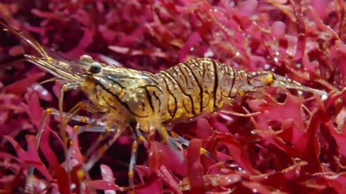 Palaemon Elegans (rockpool Shrimp) Underwater