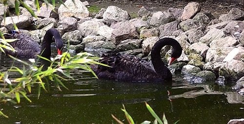 Black Swans 1