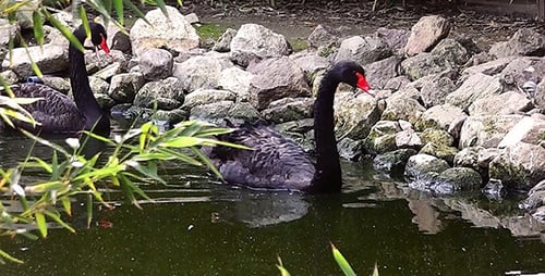 Black Swans Swim Serenely in Tranquil Pond