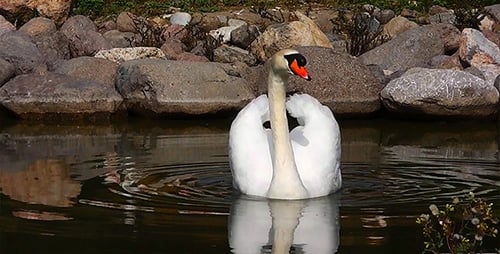 White Swan Swimming in a Reflective Pond