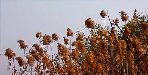 Reeds 1