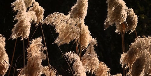 Pampas Grass Swaying in the Golden Light