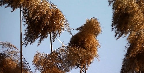 Reeds 3