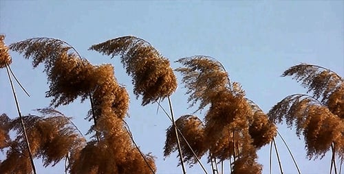 Reeds 4