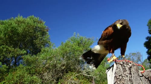 Falcon eagle perching on tree stump