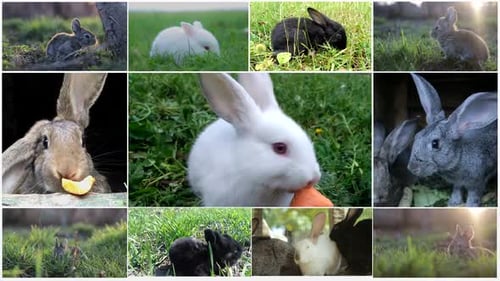 Little Bunny In Basket With Decorated Eggs Easter Card