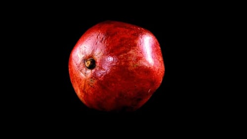 Pomegranate 10