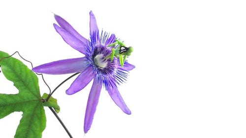 Passiflora Blossom Blooming on White Background Time Lapse