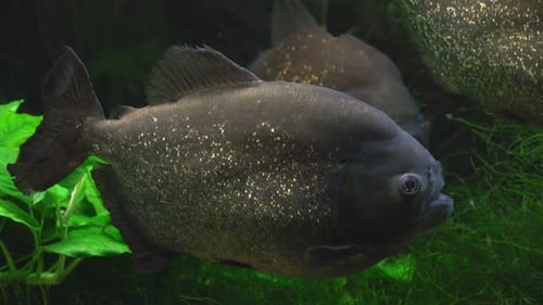 Fische