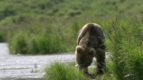a brown bear in Alaska