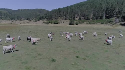 The Cows