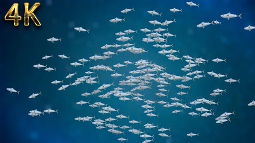 Herde Fische - 4K