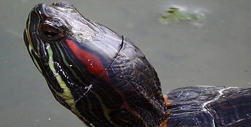 Close-Up of a Turtle in Water