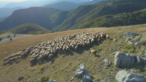 Aerial View of Sheeps at Pasture in High Mountains in Bulgaria