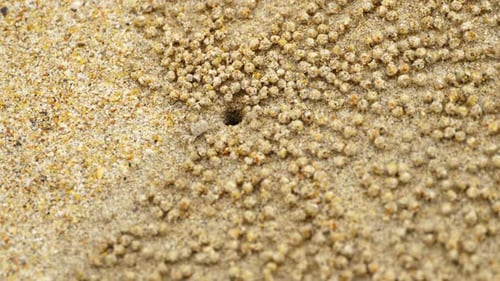Small Ghost Crab Making Sand Ball
