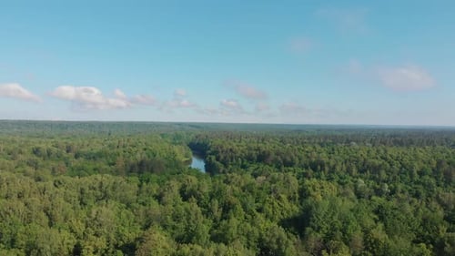 Landscape of Nature - Coniferous Green Dense Forest and Small River Stretches Between
