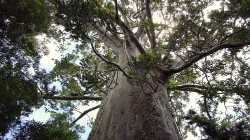 Huge Kauri Tree in New Zealand Wild Forest Park