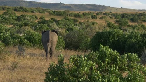Rear view of an elephant walking near bushes