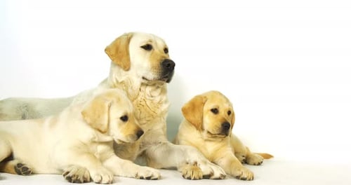 Gelber Labrador Retriever, Hündin und Welpen auf weißem Hintergrund, Normandie, Zeitlupe 4K