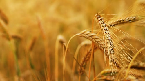 Spikes In The Wheat Field 2