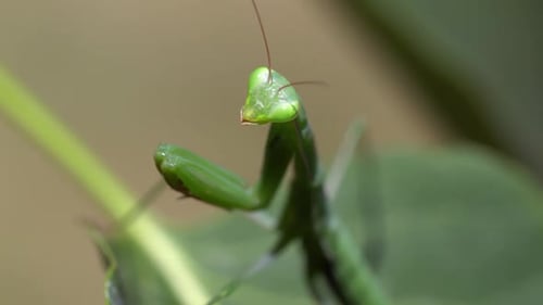 Praying Mantis on leaf in macro