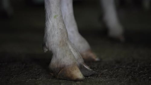 Close Up of a Horse's Leg and Hoof
