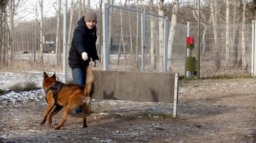 A Man Training German Shepherd Dog on the Training Field