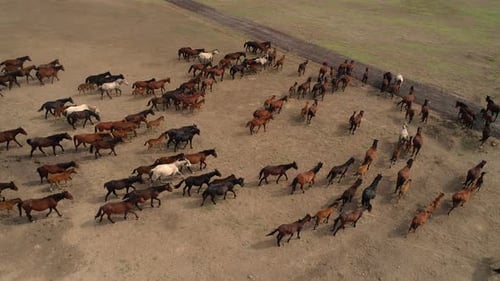 Aerial View of Horses Running in Rural Setting
