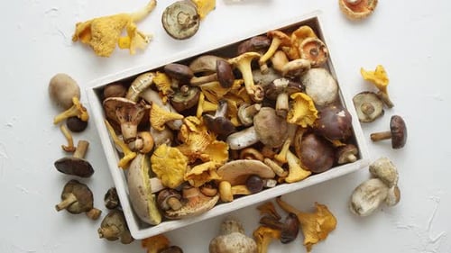 Variety of Fresh and Raw Forest Mushrooms Packed in Wooden Box