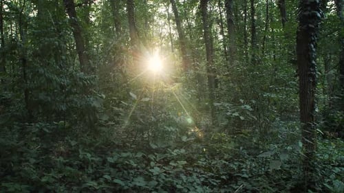 Sunny Day At Forest