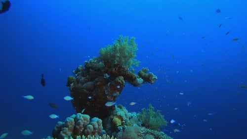 Underwater Sea Coral Tropical Reef