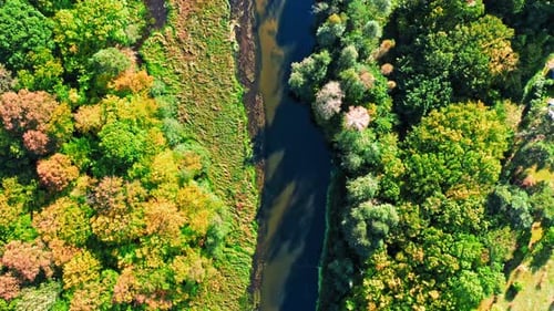 Rio e floresta. Vista aérea da vida selvagem na Polônia