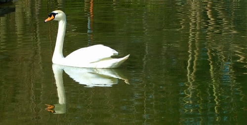 Schwan in einem Park